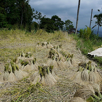 Photo de Bali - Autour de Munduk